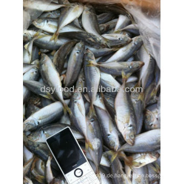 Gefrorenes kleines Auge Pferd Mackerel Fisch